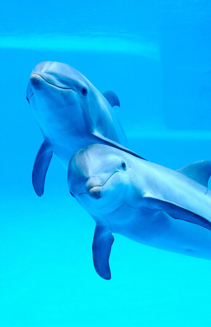 Bottlenose Dolphin (Tursiops truncatus) in captivity