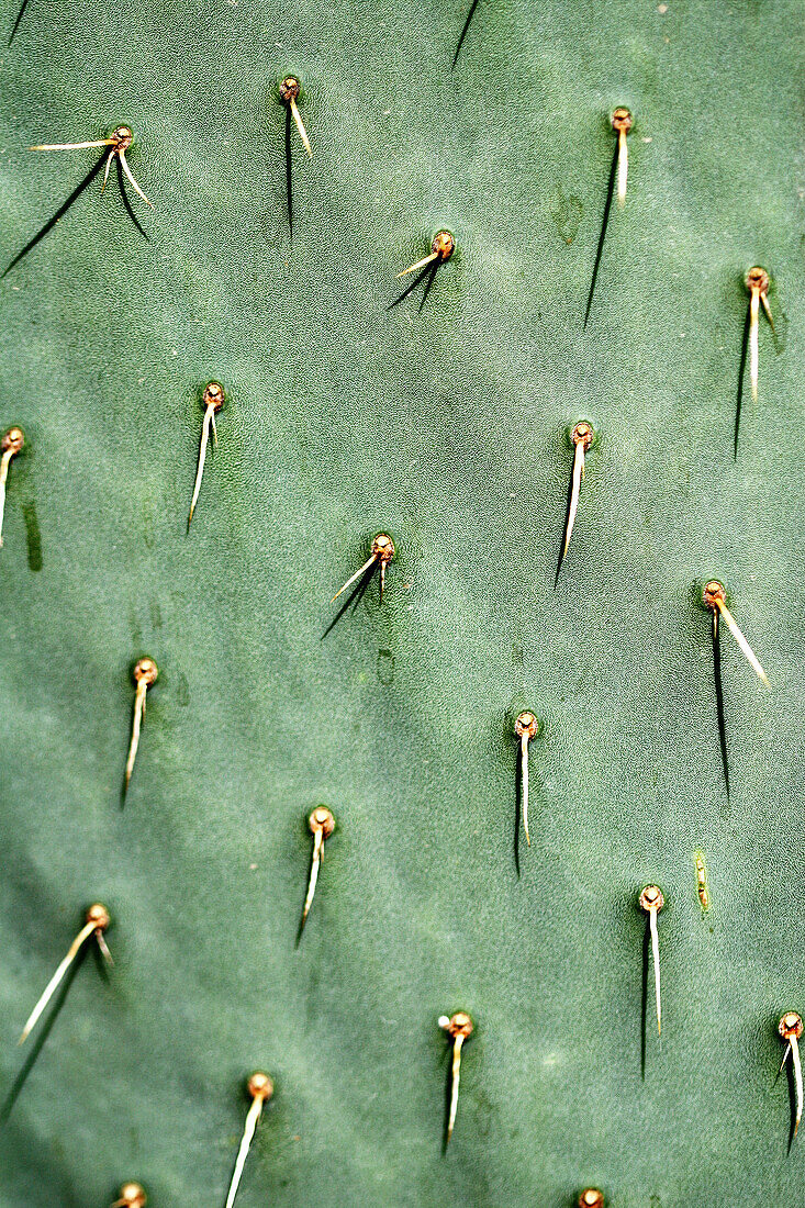 Opuntia