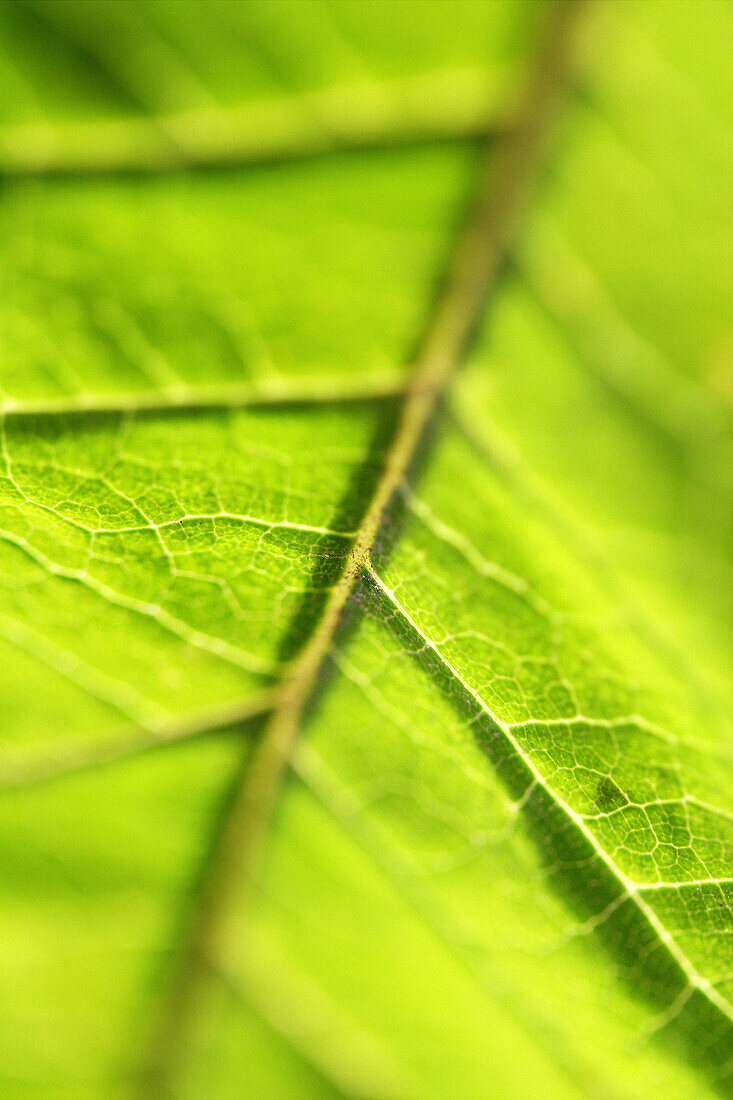 Rice-paper Plant (Tetrapanax papyrifer)