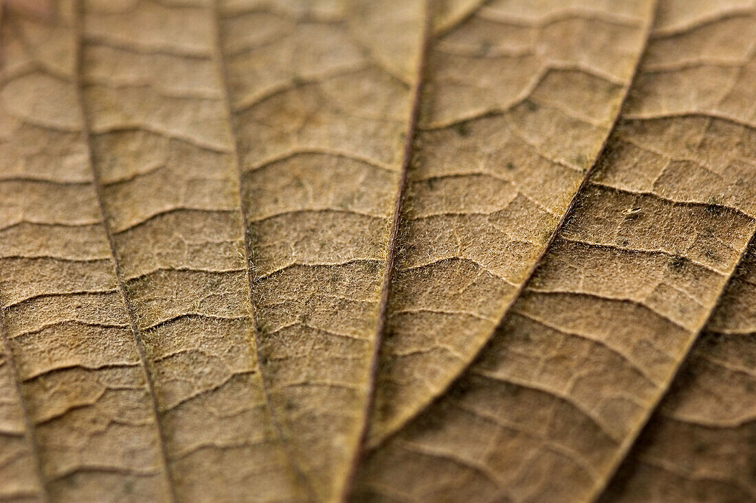 Dry leaf