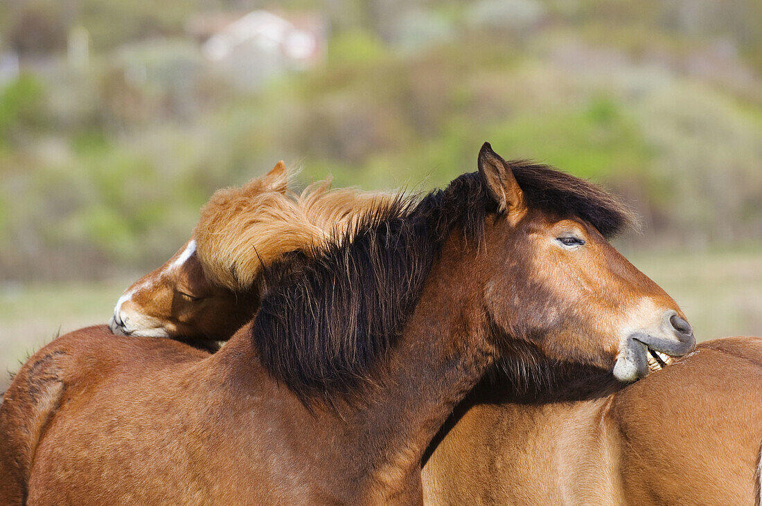 Two icelandic horses scrubbing each others back