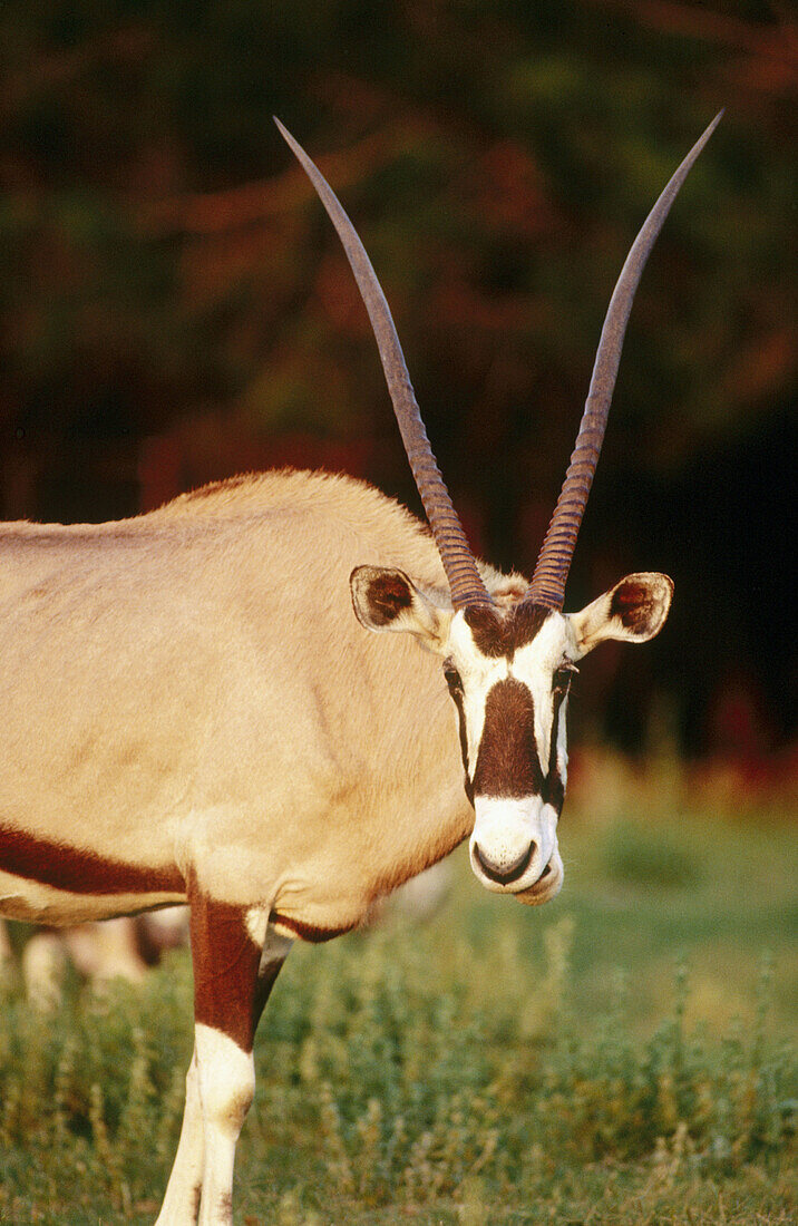 Gemsbok (Oryx gazella)