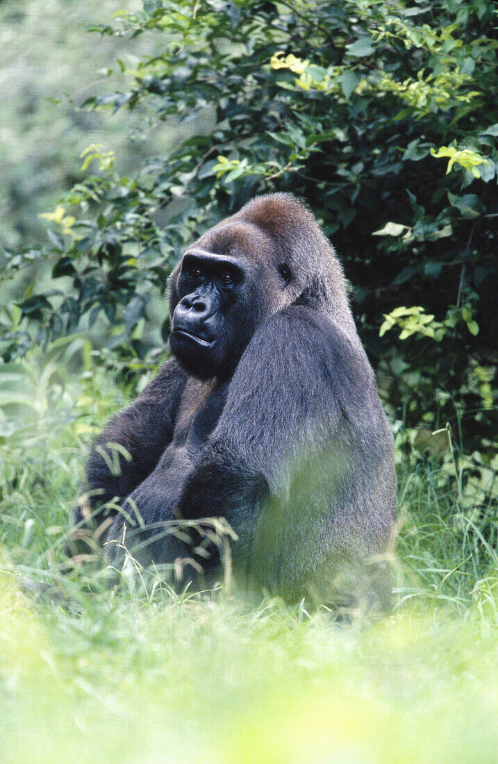 Lowland Gorilla (Gorilla gorilla gorilla)