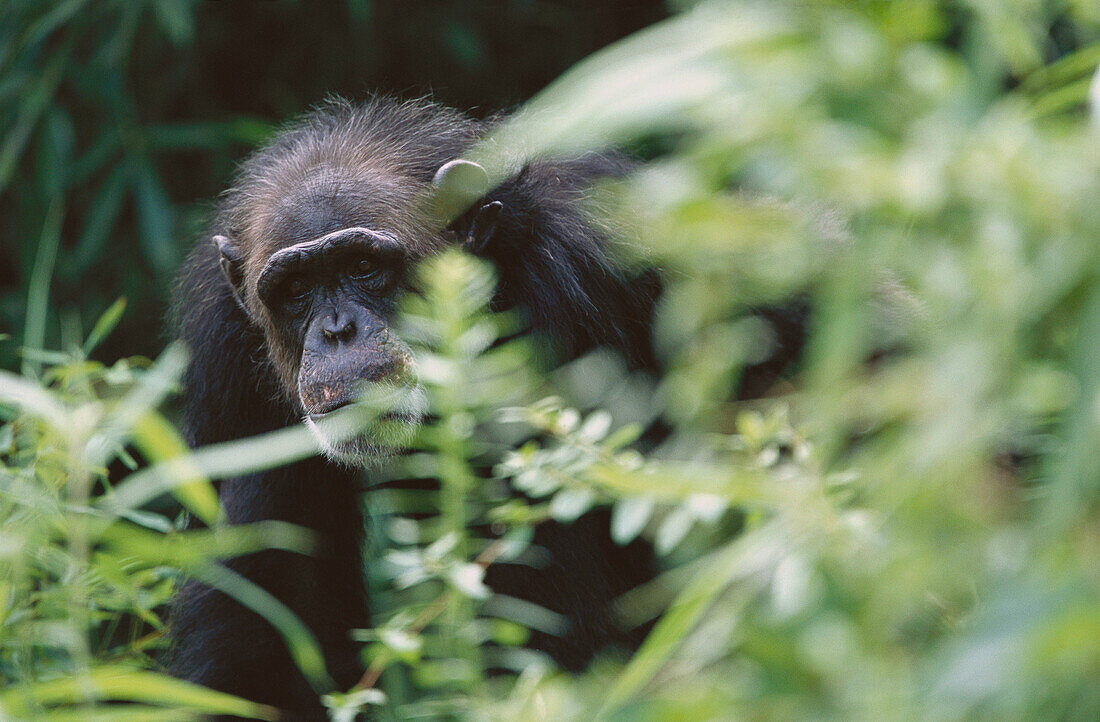 Chimpanzee (Pan troglodytes)