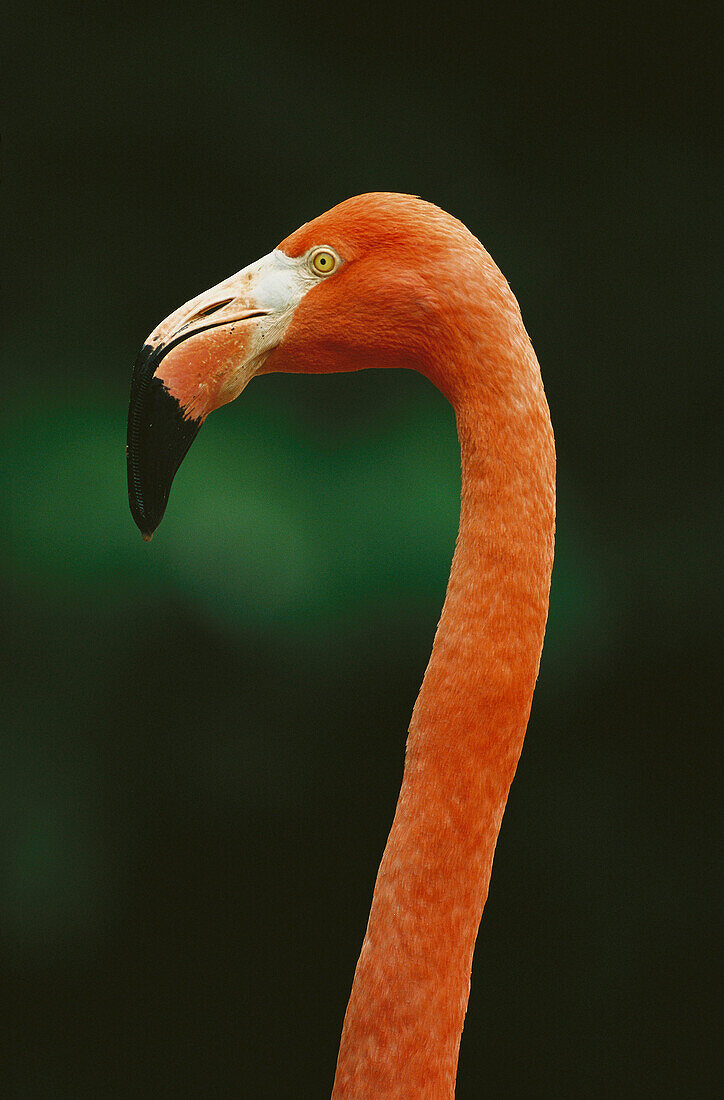 Greater Flamingo (Phoenicopterus ruber)