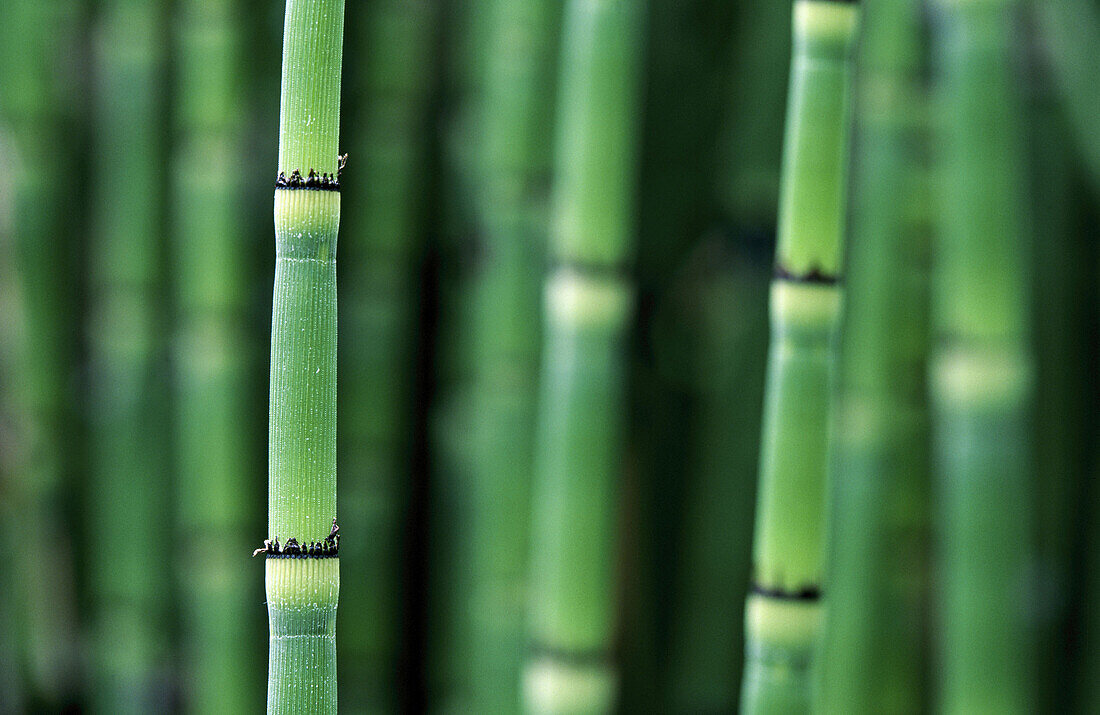 Golden Bamboo (Phyllostachys aurea)