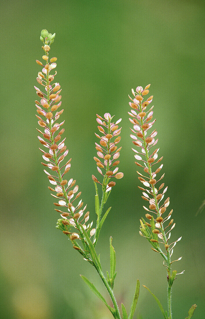 Pepperweed (Lepidium latifolium). Texas. USA