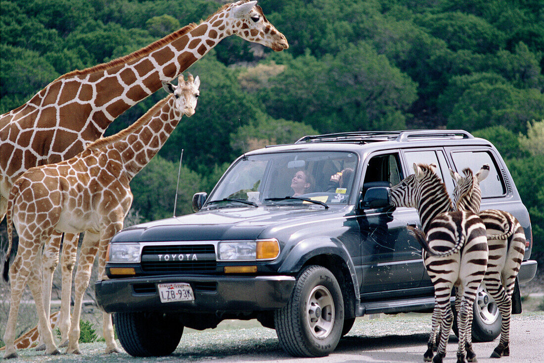 People, car, giraffe (Giraffa camelopardalis reticulata) and zebra.
