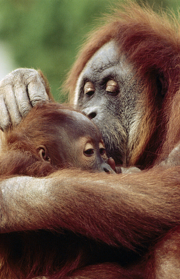 Orangutan grooming infant (Pongo pygmaeus)