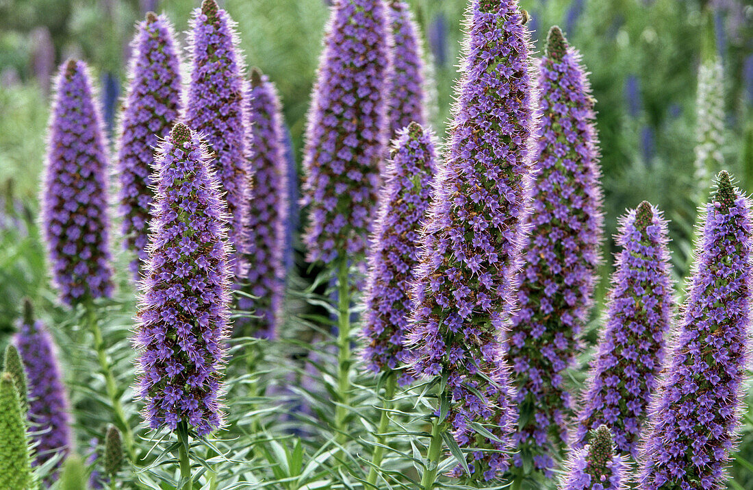Lavender cone flowers. Central California. USA.