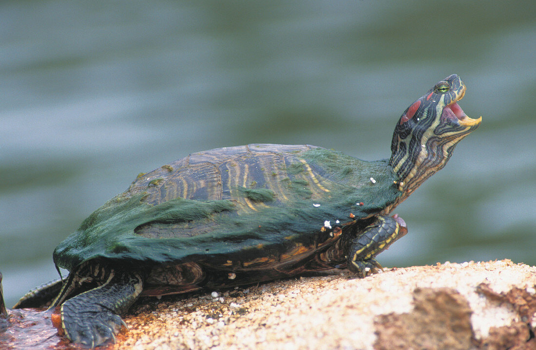 Red-Eared Slider turtle (Trachemys scripta elegans). Texas. USA