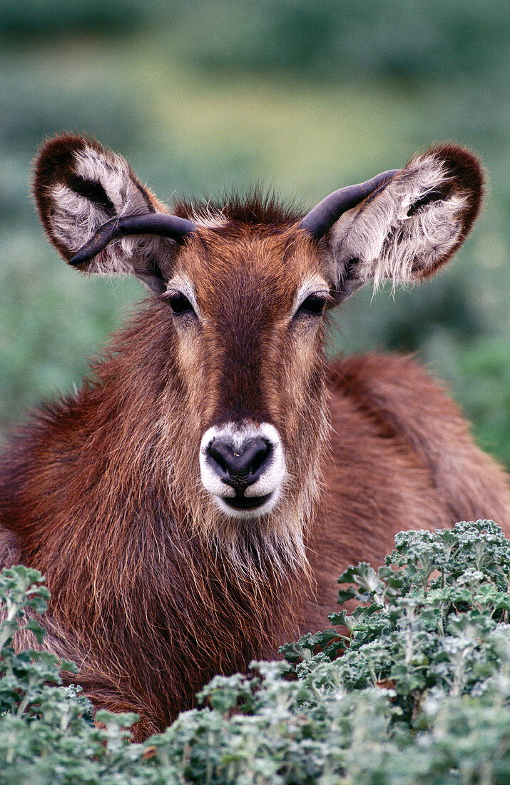 Waterbuck (Kobus ellipsiprymnus)