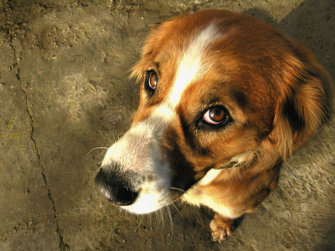  Ausdruckskraft, Ausdrucksvoll, Außen, Blick Kamera, Detail, Details, Ein Tier, Eins, Farbe, Gesichtsausdruck, Gesichtsausdrücke, Haustier, Haustiere, Horizontal, Hund, Hunde, Konzept, Konzepte, Nahaufnahme, Nahaufnahmen, Portrait, Portraits, Porträt, Por