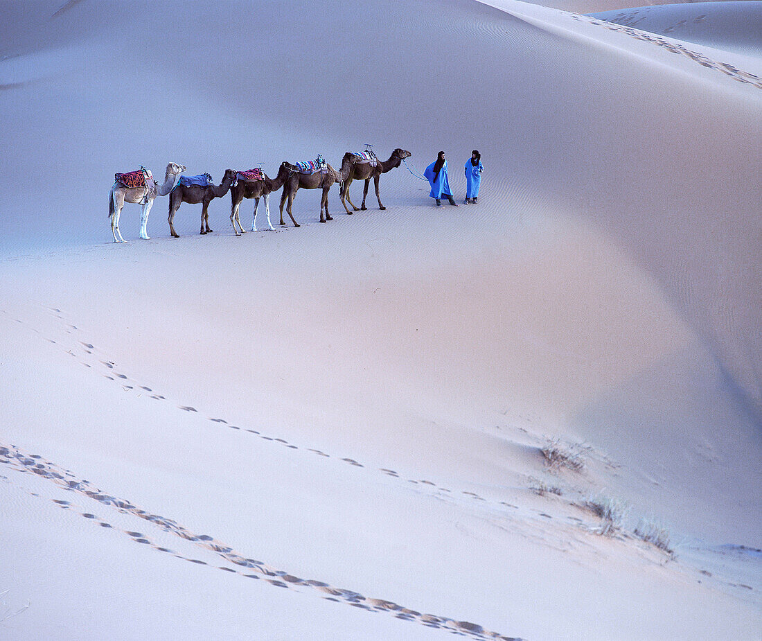 Camel train at Merzouga desert. Morocco