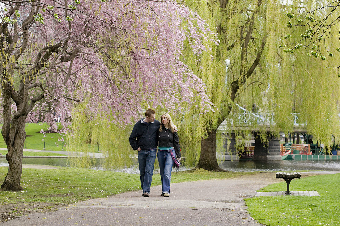 Public Garden springtime cherry tree, Boston, Massachusetts. USA.