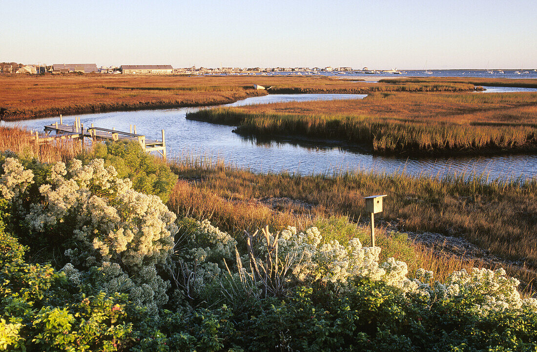 Salt marsh near Nantucket harbor, Nantucket, Massachusetts autumn. USA.