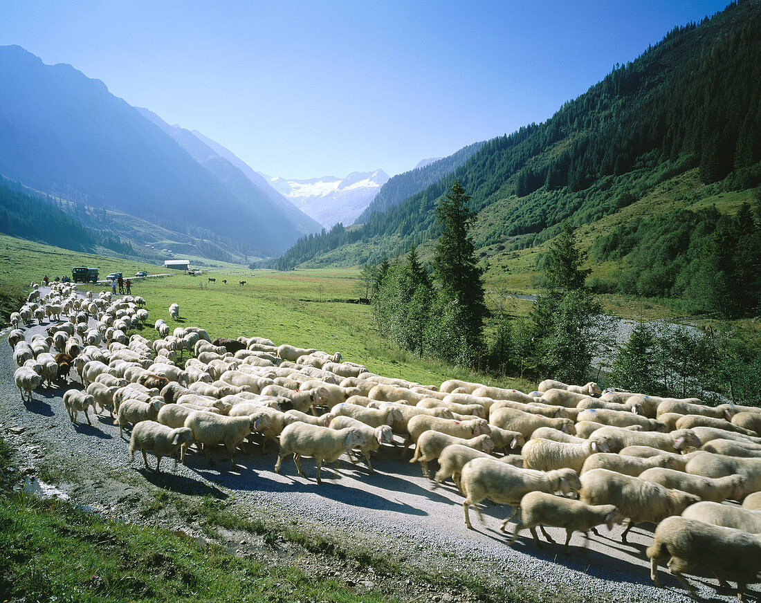 Sheep. Tyrol. Austria