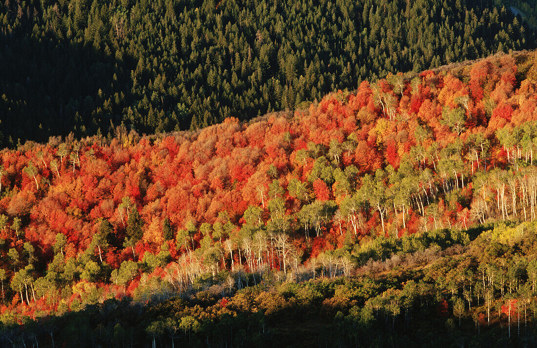 Wasatch Range. Utah. USA