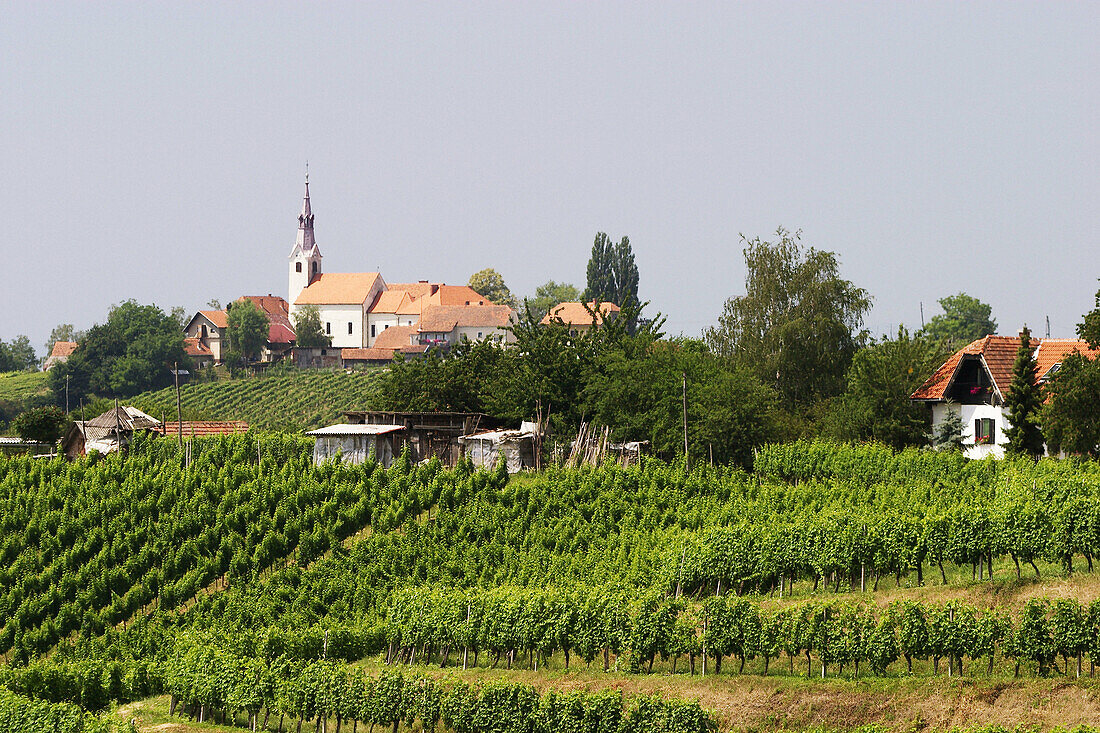 Vineyard. Jeruzalem wine road, near Ljutomer. Slovenia