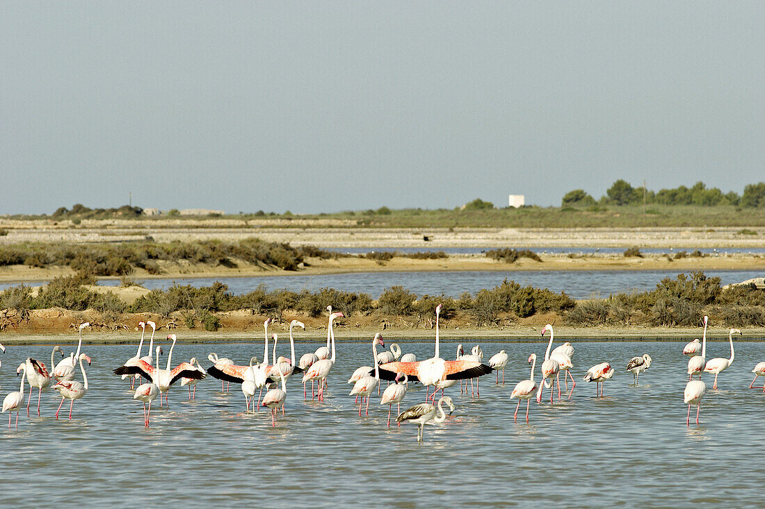 Greater Flamingos (Phoenicopterus ruber) in the South of Ibiza. Balearic Islands, Spain