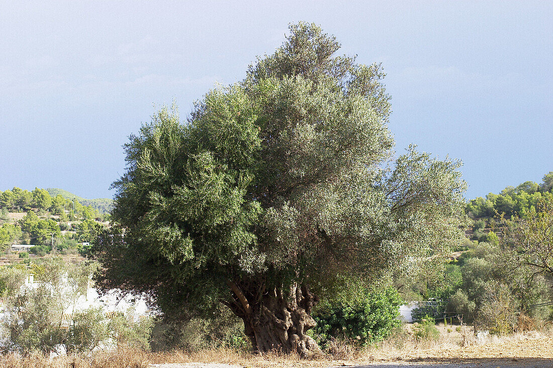 Olive tree (Olea europaea) near Sant Carles de Peralta. Ibiza, Balearic Islands. Spain