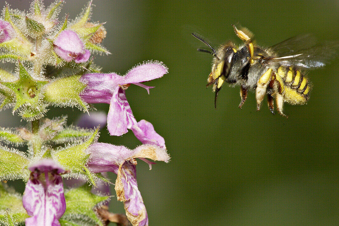 Leaf cutter bee (Anthidium manicatum) at Marsh Woundwort (Stachys palustris)