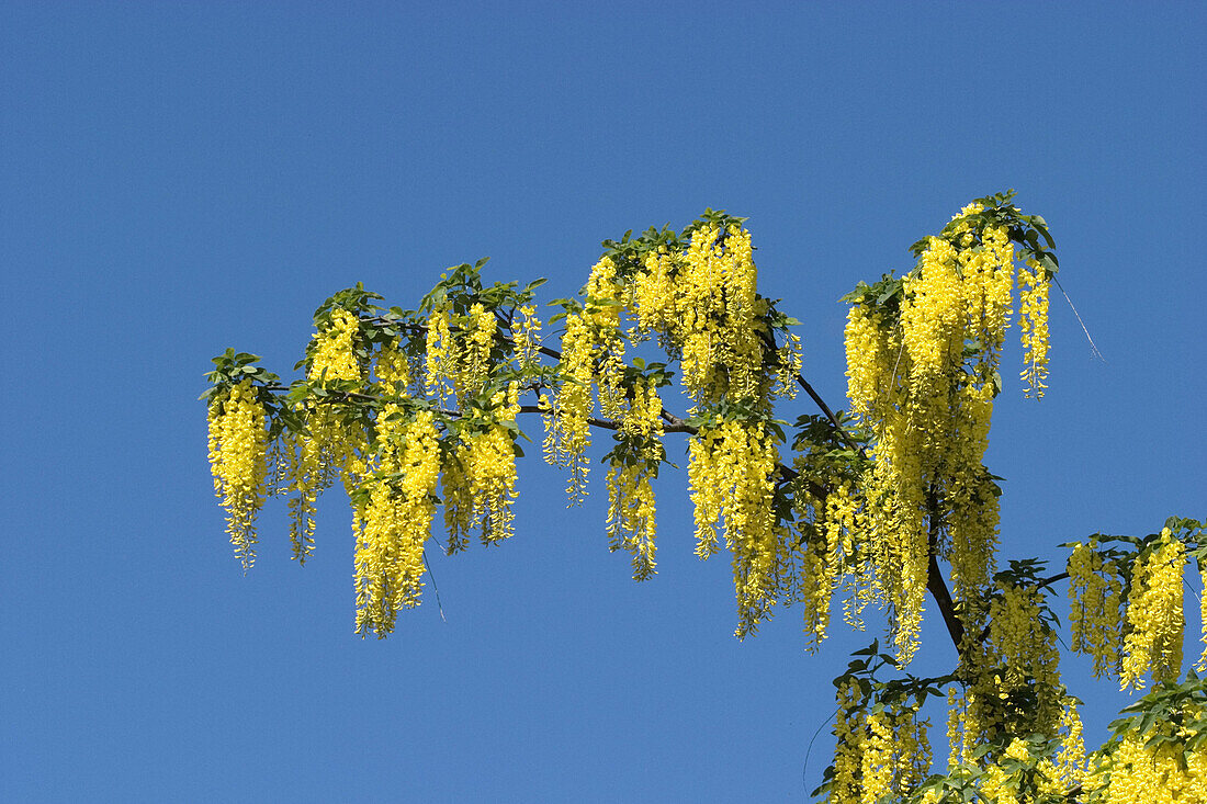 Common Laburnum (Laburnum anagyroides), poisonous plant. Bavaria, Germany