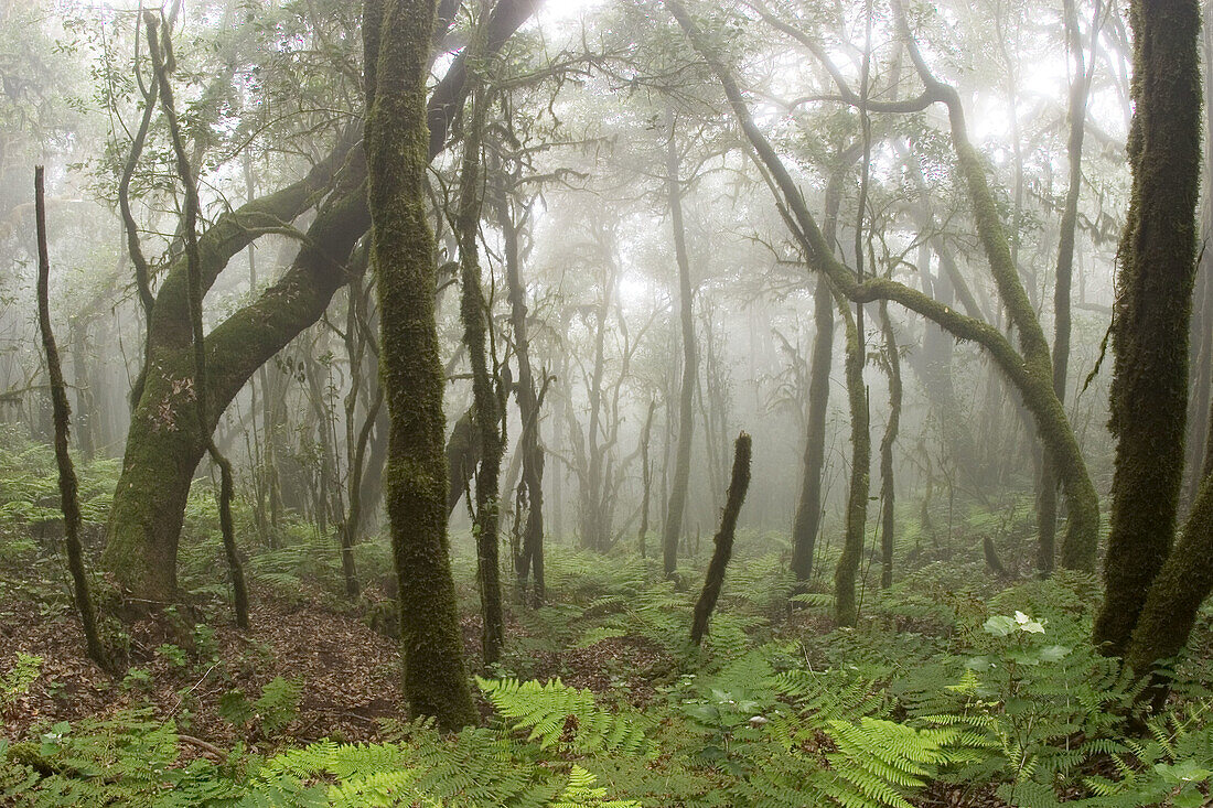 Laurisilva (primitive laurel forest), Garajonay National Park. La Gomera. Canary Islands. Spain