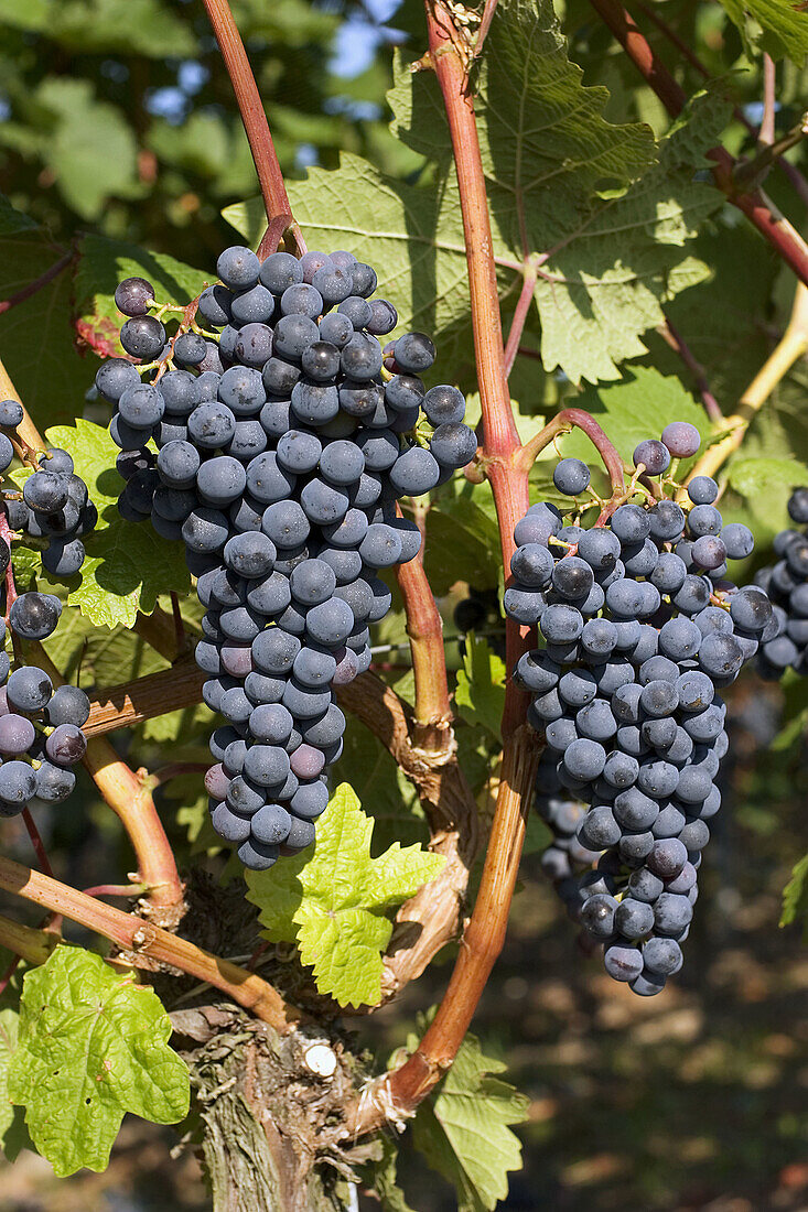 Wine grapes, Iphofen, Franconia, Germany