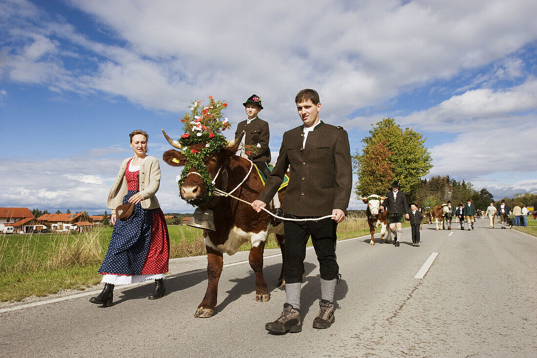 Oxen ride in Bichl. Upper Bavaria. Germany