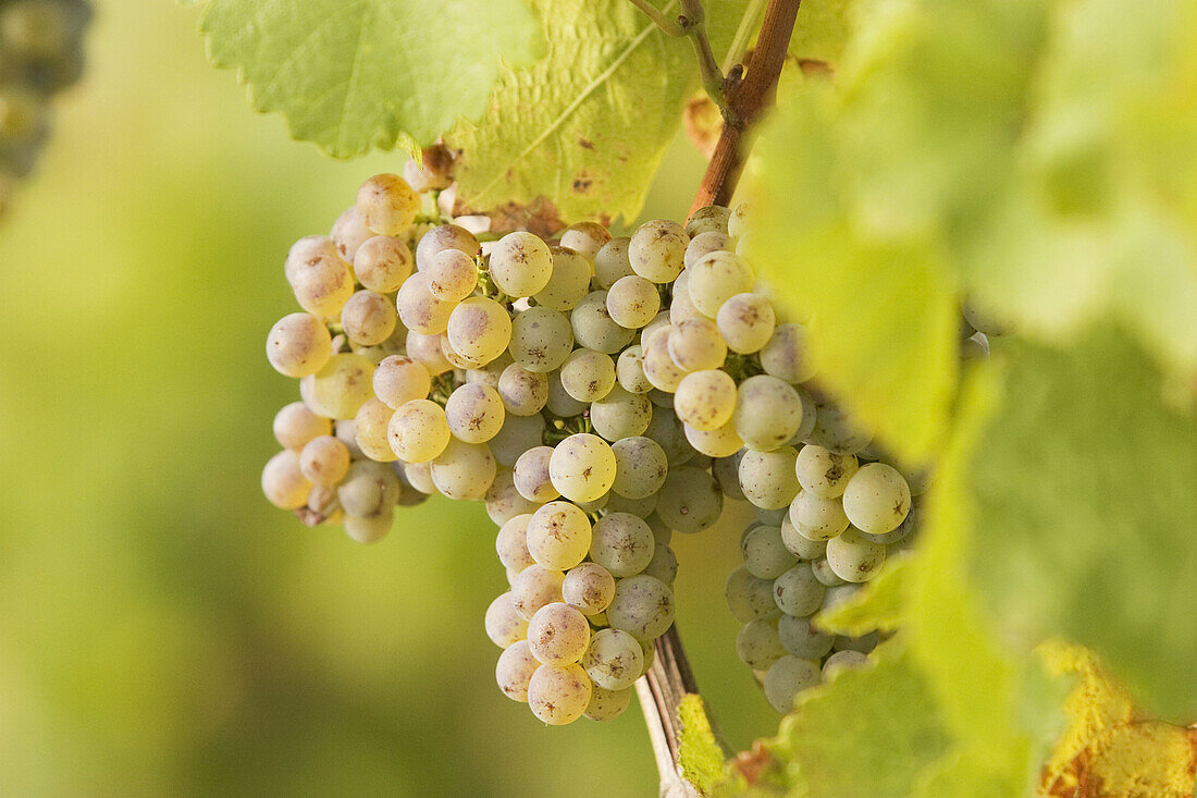 White vine grapes. Frickenhausen. Franconia. Bavaria. Germany