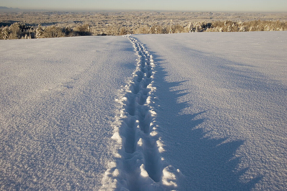 Tracks on snow covered landscape. Upper Bavaria. Germany