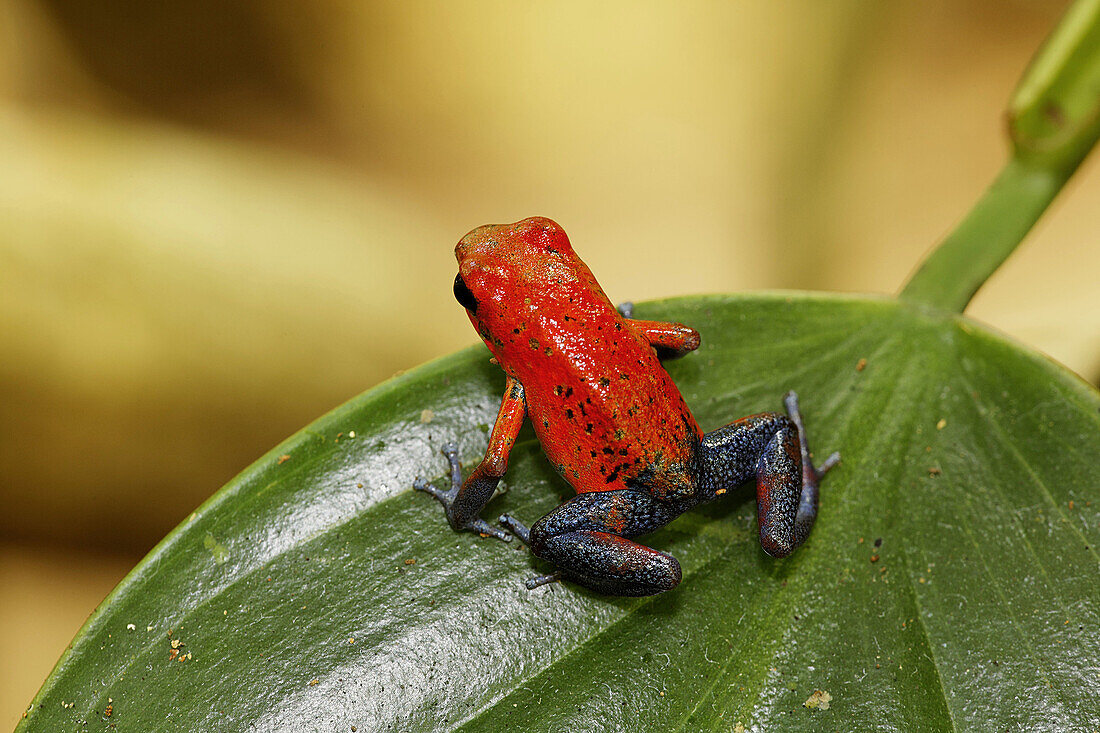 Strawberry Poison Dart Frog (Dendrobates pumilio). Costa Rica
