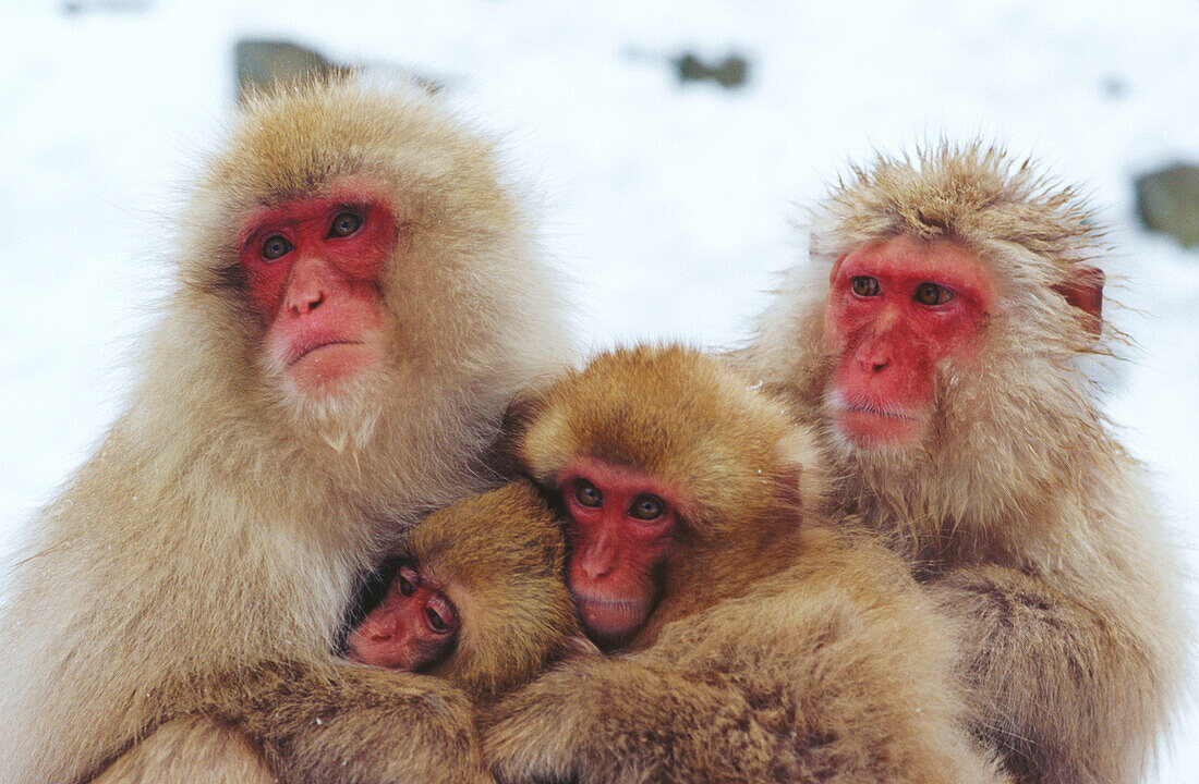Japanese Macaque (Macaca fuscata) family
