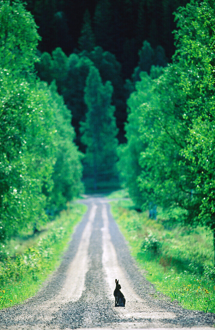 Rabbit at road. Värmland. Sweden