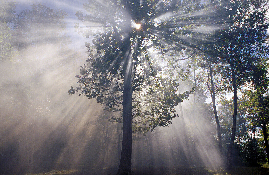 Deciduous wood. Estonia.