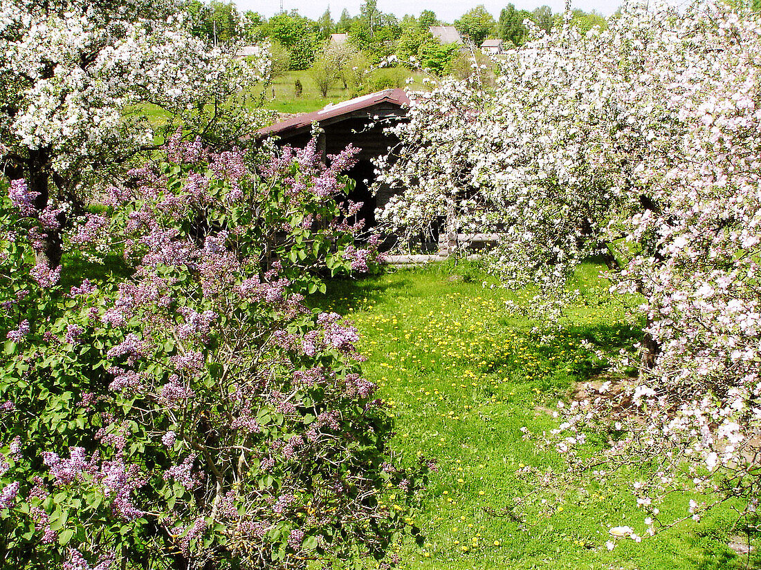 Common Lilac (Syringa vulgaris) and apple tree (Malus domesticus) in a country home garden. Estonia