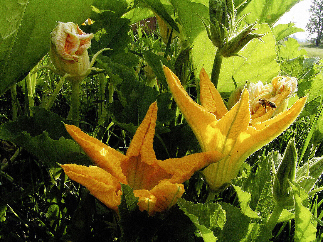 Flowering pumpkin with a bee