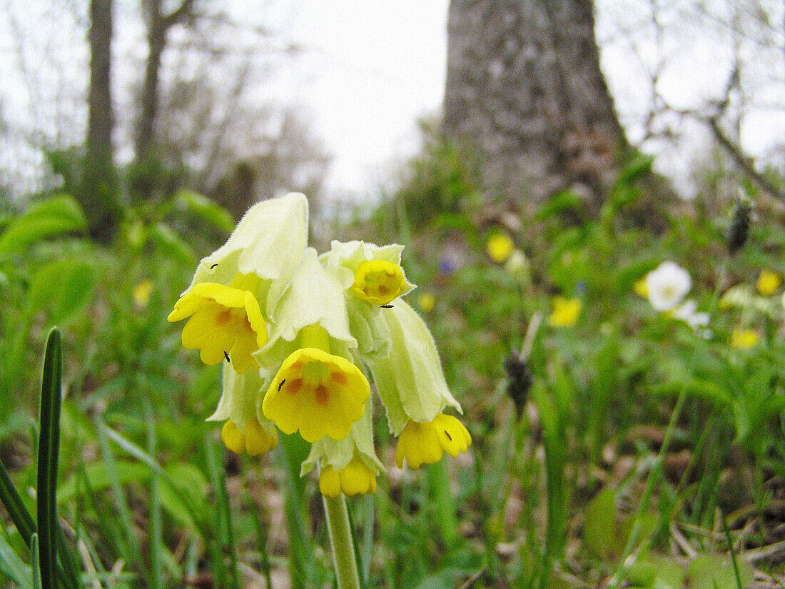 Cowslips (Primula veris) in a wooded meadow, West-Estonia
