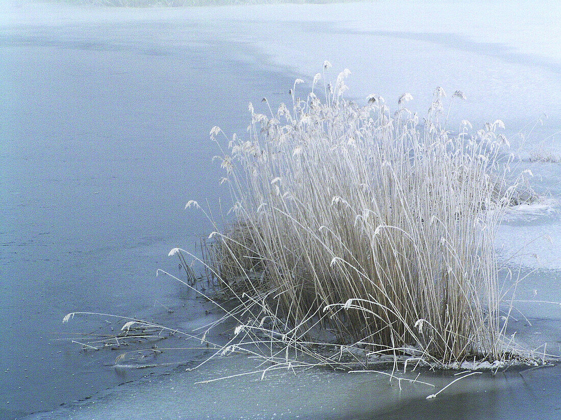 Grass and snow at Puhtu-Laelatu-Nehatu reserve, Matsalu National Park. West Estonia