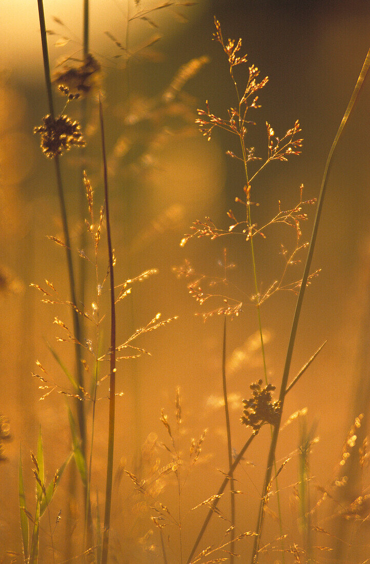 Compact Rush (Juncus conglomeratus). Ardennes. Belgium