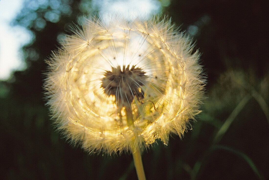 Dandelion at sunset. Ardennes. Belgium