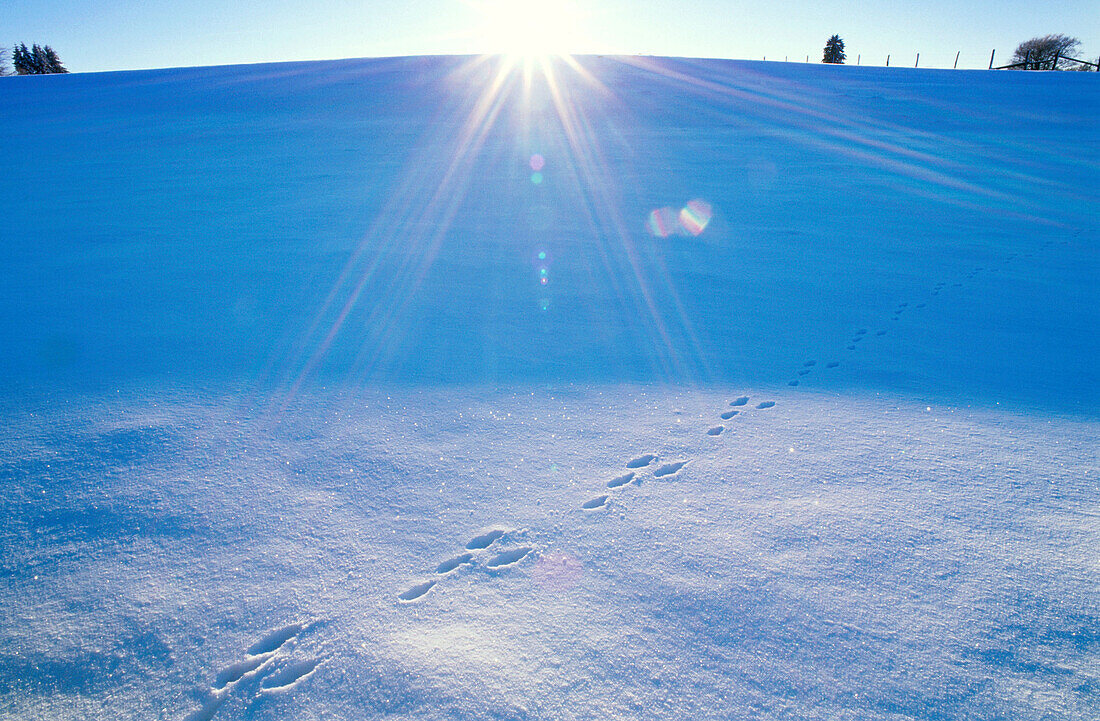 Track of hare in snow