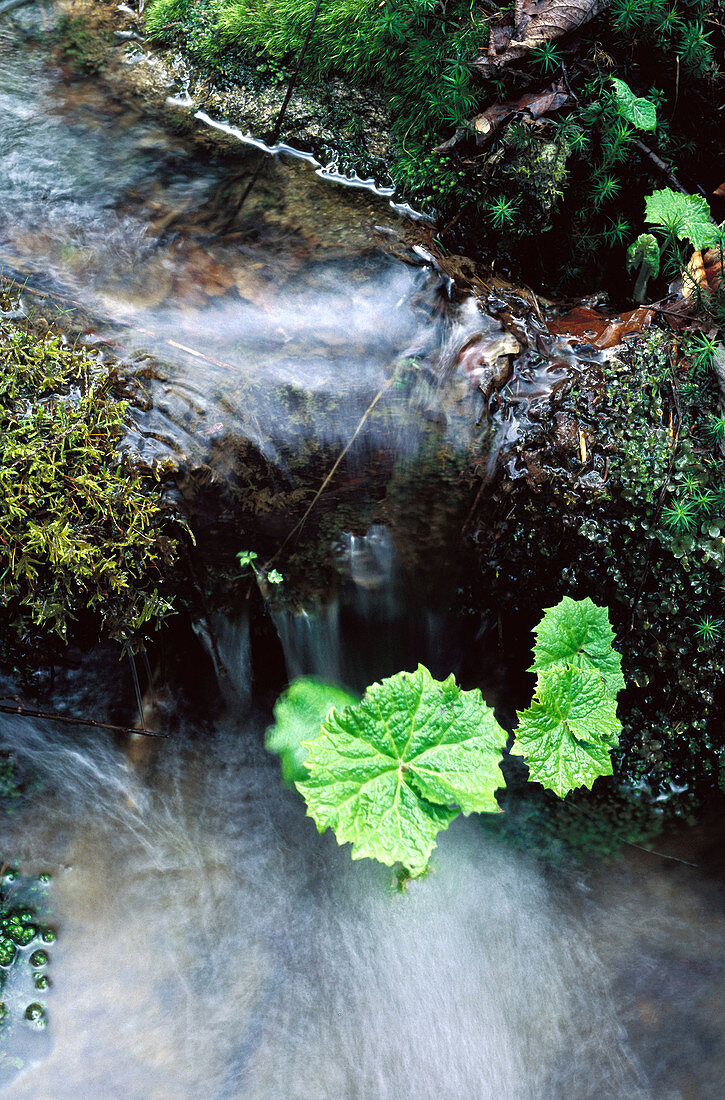 Leaves of Marsh marigold (Caltha palustris). Bavaria. Germany