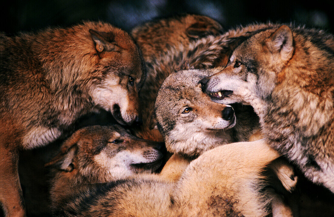 Wolves (Canis lupus), hierarchical ceremony: greeting each other after waking up. Bayerwald-Tierpark preserve. Bavaria. Germany