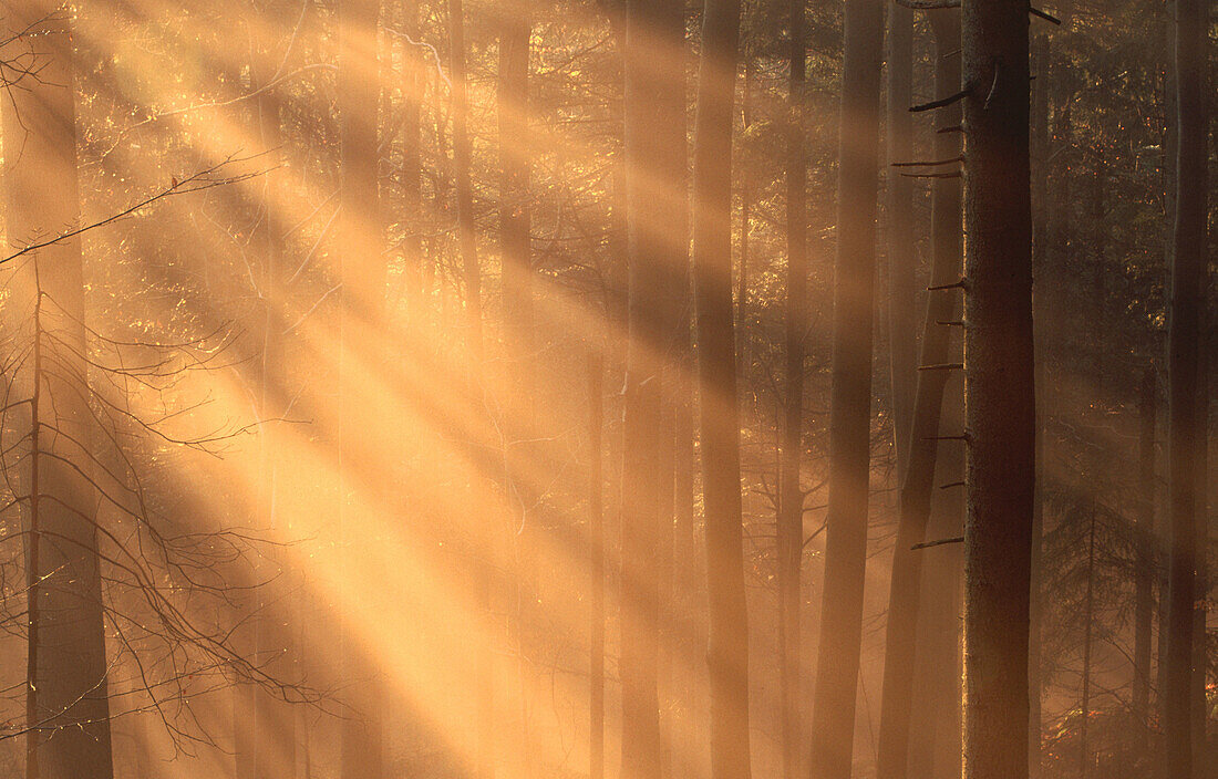 Foggy Bavarian forest, late autumn. Beeches (Fagus sylvatica) and Spruces (Picea abies)