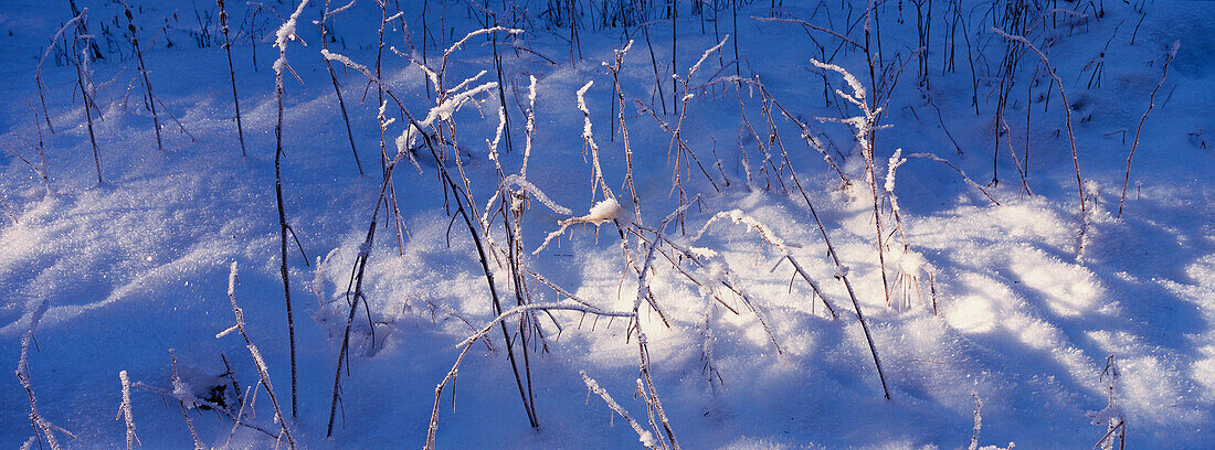 Dead stalks covered with hoarfrost