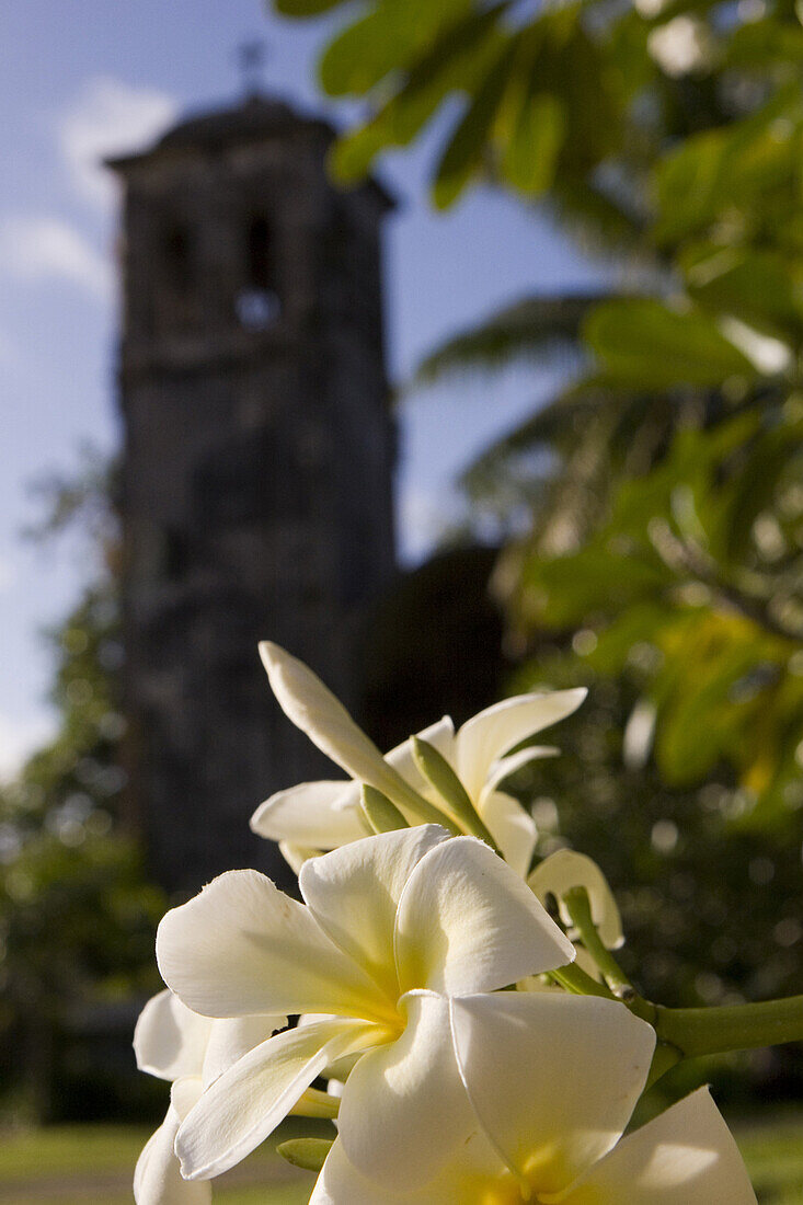 Flower in front of steeple, German Church of Kolonia, Pohnpei, Micronesia, Oceania