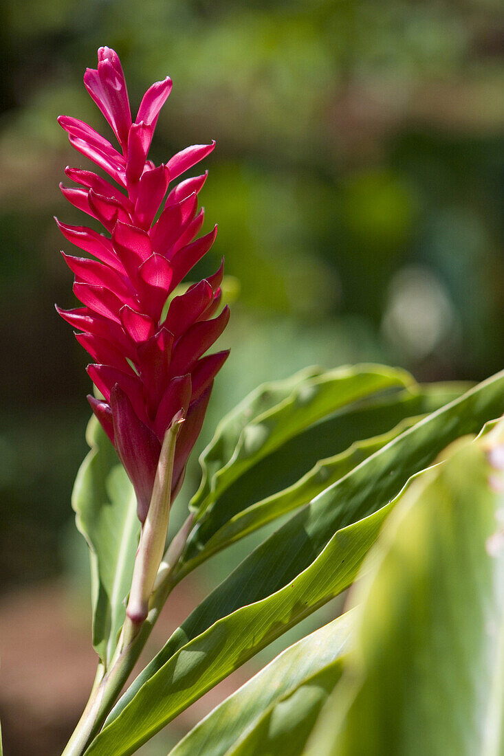 Rote Ingwerpflanze im Sonnenlicht, Pohnpei, Mikronesien, Ozeanien