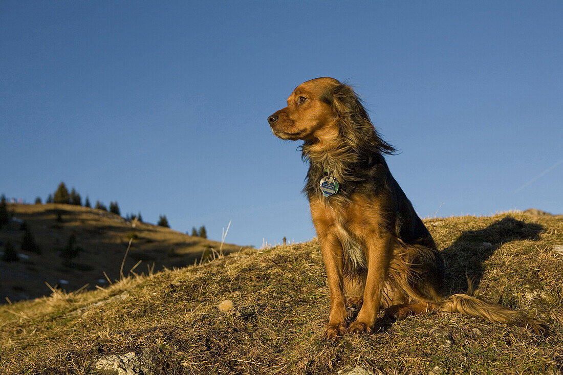 Dog on mountain, Brauneck, Lenggries, Alps, Bavaria, Germany